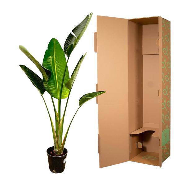 Baum-Strelitzie – Strelitzia Augusta – Weißer Paradiesvogel – Zimmerpflanze – 180cm – Ø30cm – Tropische Grünpflanze für Wohnzimmer und Büro 