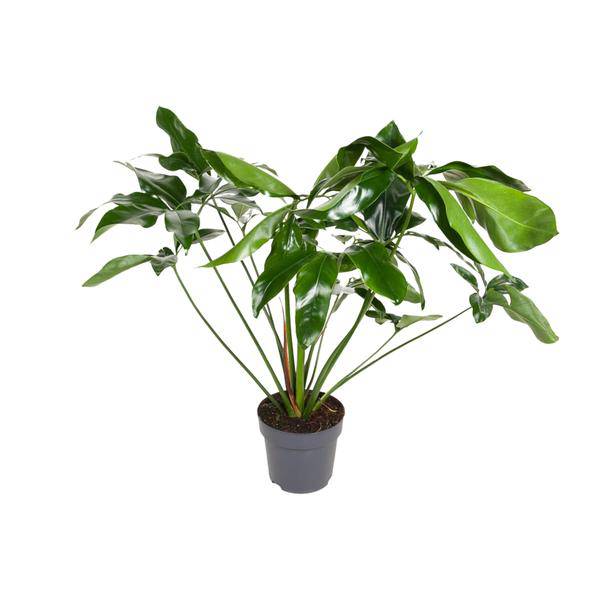 Baumfreund - Philodendron Green  Wonder - Zimmerpflanze - Ø24cm - ↕100cm 