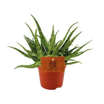 Sukkulente - Aloe Spider - Zimmerpflanze - Ø10.5cm - ↕15cm 