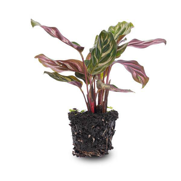 Calathea Makoyana – Pfauenpflanze – Terrarienpflanze – dekoratives Blattmuster 