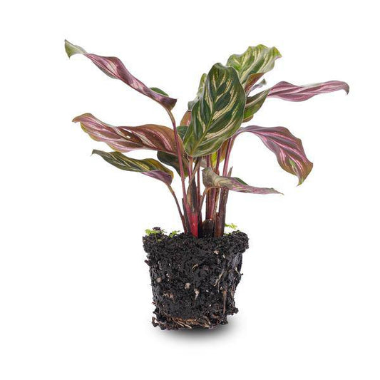 Calathea Makoyana – Pfauenpflanze – Terrarienpflanze – dekoratives Blattmuster 