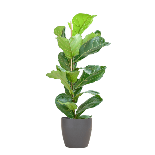 Ficus Lyrata – Geigen-Feige – Zimmerpflanze – 80 cm – Ø21 cm – inkl. Topf Viber Grau – Große Blätter, pflegeleicht, dekorativ 