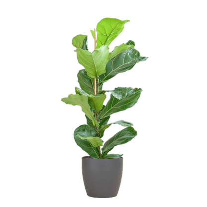 Ficus Lyrata – Geigen-Feige – Zimmerpflanze – 80 cm – Ø21 cm – inkl. Topf Viber Grau – Große Blätter, pflegeleicht, dekorativ 