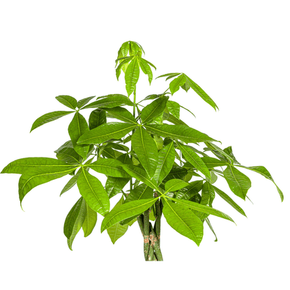 Glückskastanie – Pachira Aquatica – Zimmerpflanze – Ø27cm – Höhe 140-150cm – Geflochtener Stamm & glänzende Blätter – Exotisch & pflegeleicht 