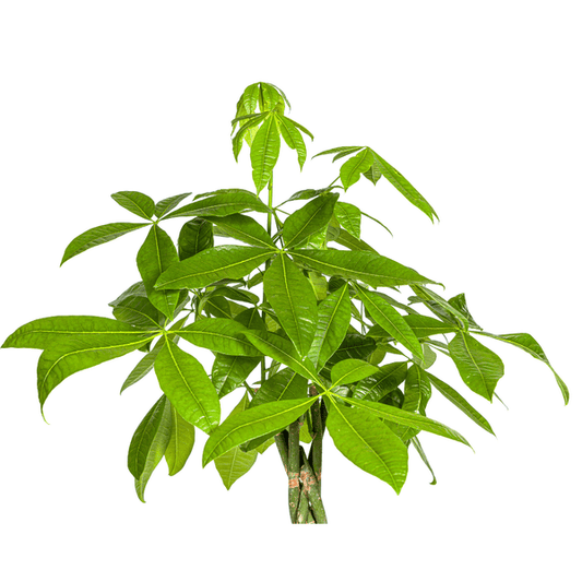 Glückskastanie – Pachira Aquatica – Zimmerpflanze – Ø27cm – Höhe 140-150cm – Geflochtener Stamm & glänzende Blätter – Exotisch & pflegeleicht 