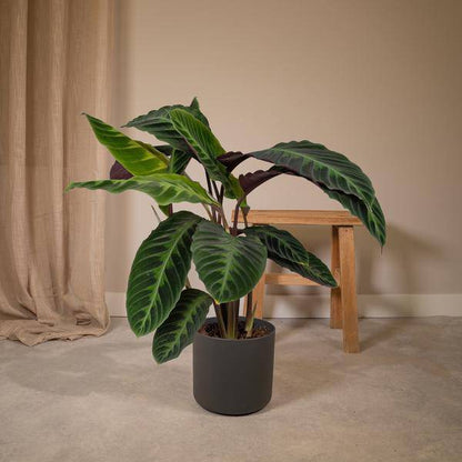 Calathea Warscewiczii – Pfauenpflanze – Ø19cm x H70cm – Samtige Zimmerpflanze mit gemusterten Blättern – Für schattige Standorte – Pflegeleicht – Direkt aus der Gärtnerei 