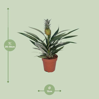 Ananaspflanze – Bromelia Ananas – tropische Zimmerpflanze – Ø12cm Topf – ca. 30 cm hoch – pflegeleicht & dekorativ 