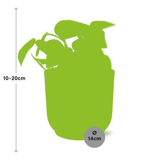Efeutute - Scindapsus Pictus 'Trebie' - Zimmerpflanze + Topf Vibes Fold 14cm Rosa 