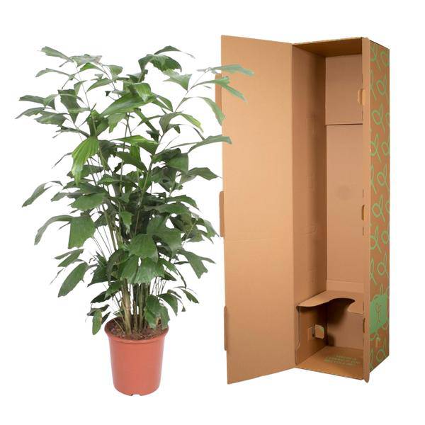 Fischschwanzpalme – Caryota Mitis – Zimmerpflanze – 140cm – Ø27cm – Exotische Palme mit fächerförmigen Blättern für Wohnzimmer und Büro 