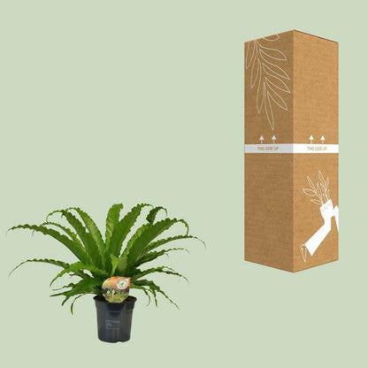 Nestfarn - Asplenium Osaka - Zimmerpflanze - Ø17cm - ↕40cm 