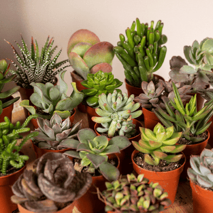 Sukkulenten Mix – 10 Pflanzen – Verschiedene Arten – Aloe Vera, Echeveria, Kalanchoe, Sedum – Zimmerpflanzen im Topf – Ø5,5cm