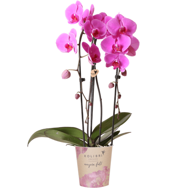 Rosa Phalaenopsis Orchidee – Niagara Fall – Ø12cm – Höhe 55–60cm – Blühende Zimmerpflanze mit großen rosa Blüten – Elegante Orchidee als Geschenk & Deko – Direkt aus der Gärtnerei 