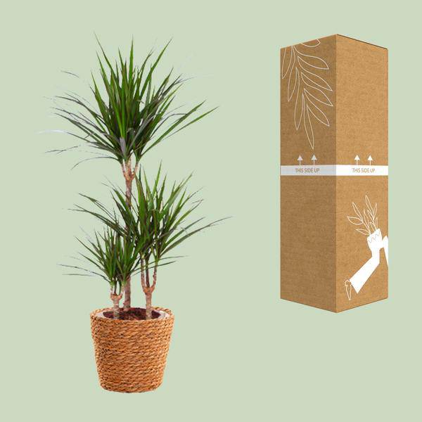 Drachenbaum - Dracaena Marginata - Zimmerpflanze - Ø21cm - ↕95cm 
