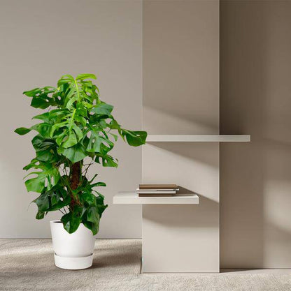Monstera Deliciosa – Köstliches Fensterblatt – Zimmerpflanze 150cm – Ø27cm – Tropische XXL-Pflanze mit großen grünen Blättern – Dekorative Kübelpflanze für Wohnzimmer & Büro – Pflegeleicht 