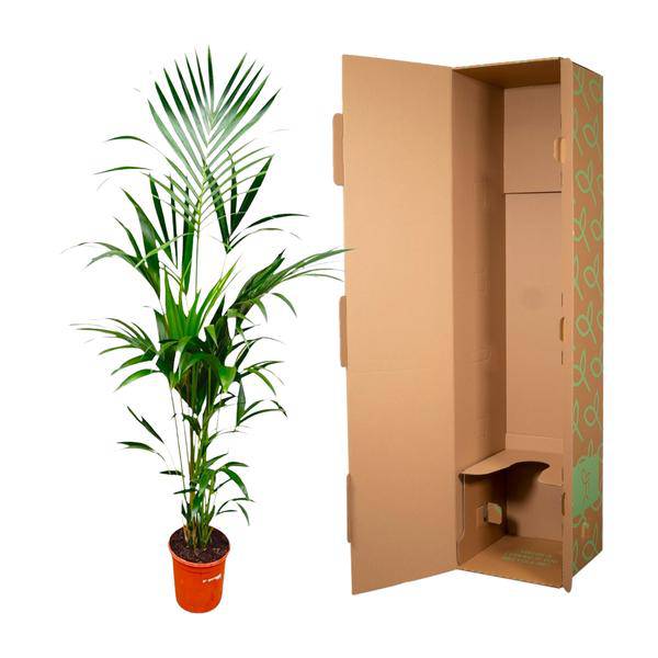 Kentia-Palme – Howea forsteriana – 180 cm hoch – Ø24 cm-Topf – Elegante Zimmerpalme – Luftreinigend & pflegeleicht – Für Wohnzimmer, Büro & Wintergarten 