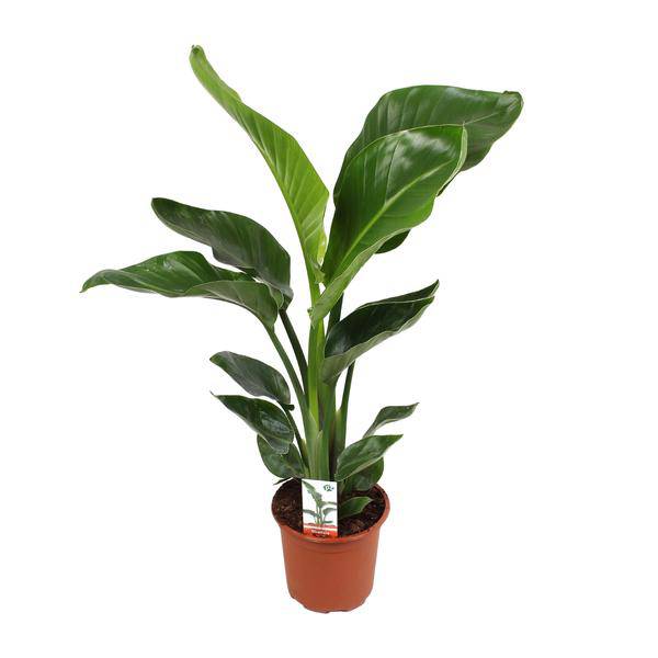 Baum-Strelitzie - Strelitzia Nicolai - Zimmerpflanze - Ø17cm - ↕70cm 