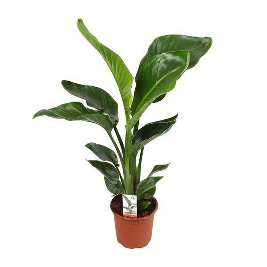 Baum-Strelitzie - Strelitzia Nicolai - Zimmerpflanze - Ø17cm - ↕70cm 