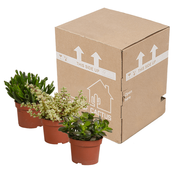 Sukkulente - Crassula Mix - 10,5 cm - 3 Stück 