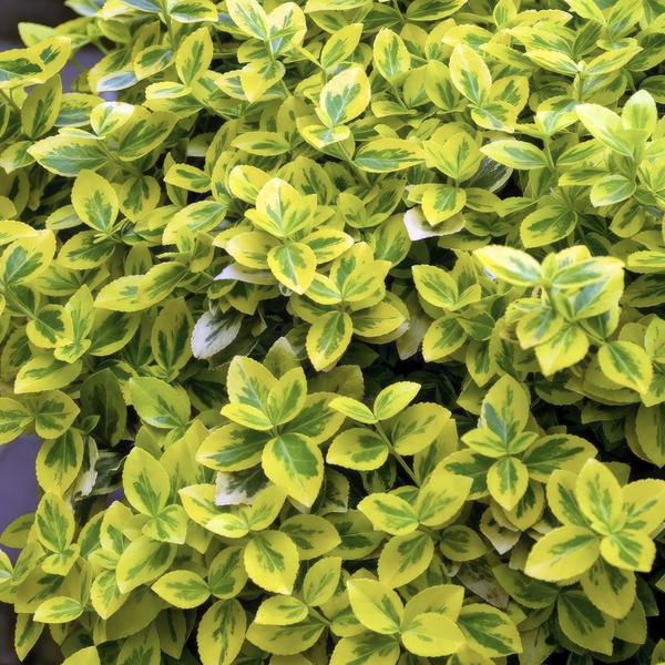 Spindelstrauch Euonymus fortunei 'Emerald 'n Gold' – 6 Pflanzen – ↕10-25cm – Ø9cm – Immergrün, gelb-grünes Laub – Hecke, Beet & Solitär – Pflegeleicht 