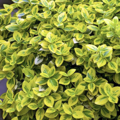 Spindelstrauch Euonymus fortunei 'Emerald 'n Gold' – 6 Pflanzen – ↕10-25cm – Ø9cm – Immergrün, gelb-grünes Laub – Hecke, Beet & Solitär – Pflegeleicht 