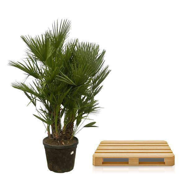 Chamaerops Humilis – Zwergpalme – mehrstämmig – Mediterrane Zimmer- und Gartenpflanze – Ø45cm – ↕180cm 