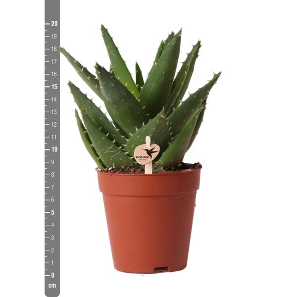 Sukkulente Aloe Brevifolia – Grüne, Stachelige Zimmerpflanze – Ø9cm – Pflegeleicht & Robust – Ideal für helle Standorte ohne direkte Sonne 
