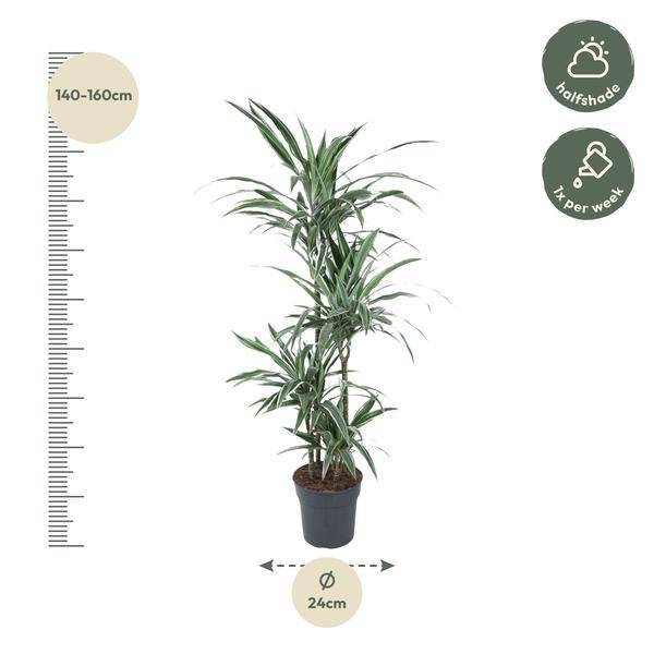 Drachenbaum – Dracaena Warneckei 150cm – Ø24cm – Zimmerpflanze mit weiß-grün gestreiften Blättern – Pflegeleichte Grünpflanze für Wohnzimmer, Büro & Wintergarten 