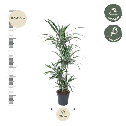 Drachenbaum – Dracaena Warneckei 150cm – Ø24cm – Zimmerpflanze mit weiß-grün gestreiften Blättern – Pflegeleichte Grünpflanze für Wohnzimmer, Büro & Wintergarten 