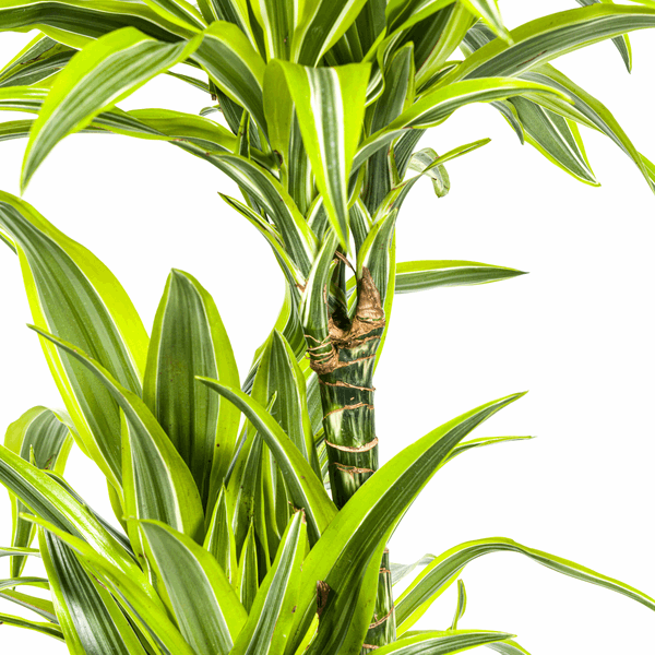 Dracaena Deremensis Lemon Lime – Drachenbaum – Ø24cm – ↕130-150cm – Exotische Zimmerpflanze mit grün-gelben Blättern – Pflegeleicht & luftreinigend 