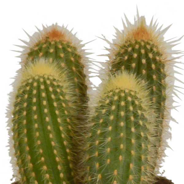 Kaktus - Cereus Mix - Zimmerpflanze - 10,5 cm - 3 Stück 