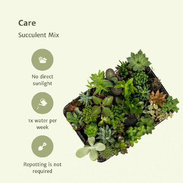 Sukkulenten Mix - 10 Stück - Ø5,5cm - ↕7cm 