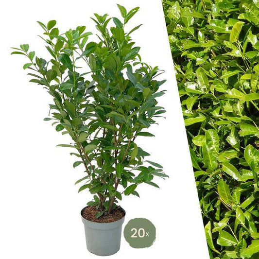 Kirschlorbeer Rotundifolia – 20 Pflanzen für 10 Meter Hecke – Immergrüne Lorbeerkirsche 125–150cm – Schnellwachsend & dicht – Perfekt als Sichtschutzhecke 