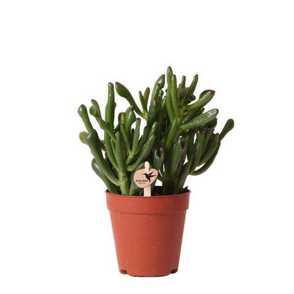 Sukkulente - Crassula Hobbit - Zimmerpflanze - Ø9cmaSukkulente Crassula Hobbit – Robuste Zimmerpflanze – Ø9cm – Kleine, pflegeleichte Grünpflanze für Zuhause und Büro 