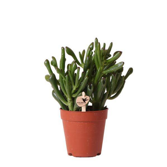 Sukkulente - Crassula Hobbit - Zimmerpflanze - Ø9cmaSukkulente Crassula Hobbit – Robuste Zimmerpflanze – Ø9cm – Kleine, pflegeleichte Grünpflanze für Zuhause und Büro 