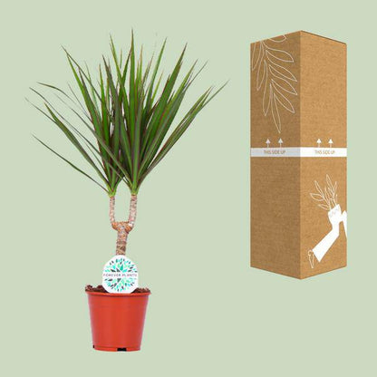 Drachenbaum - Dracaena Marginata - Zimmerpflanze - Ø14cm - ↕55cm 