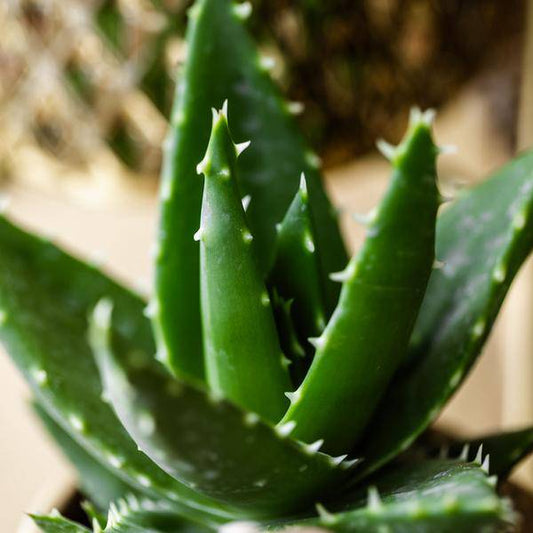 Sukkulente Aloe Brevifolia – Kleine Grüne Zimmerpflanze mit Stacheln – Ø6cm – Pflegeleicht & Robust – Ideal für helle Standorte ohne direkte Sonne 