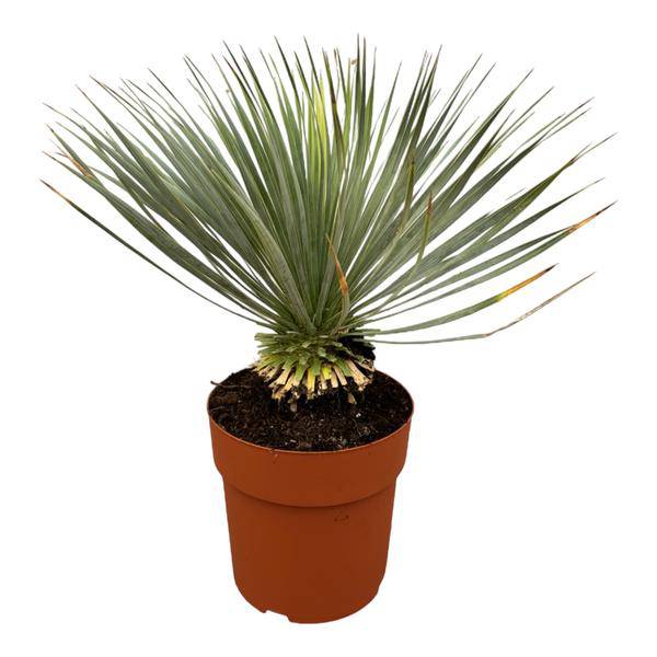 Palmlilie - Yucca Rostrata auf Stiel - ↕70 cm - Ø30cm - Exotische Zimmer- & Terrassenpflanze – Pflegeleicht & robust 