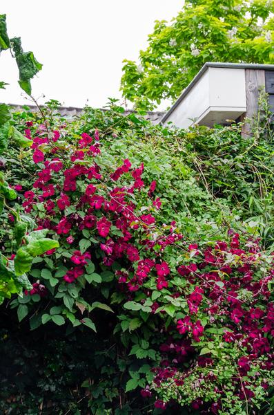 Clematis Hagley Hybrid - Clematis Rood - Ø15cm - ↕65cm 