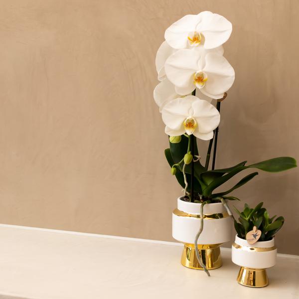 Le Chic Blumentopf – Weißer Keramiktopf mit goldenen Details – Ø6cm – Eleganter Ziertopf für Orchideen & Grünpflanzen – Glänzende Dekoration fürs Zuhause 