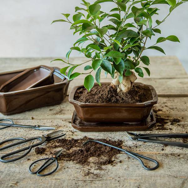 Bonsai Wurzelhaken - 20,5 cm - Bonsai Werkzeug 