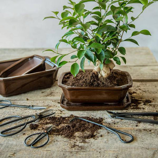 Bonsai Wurzelhaken - 20,5 cm - Bonsai Werkzeug 