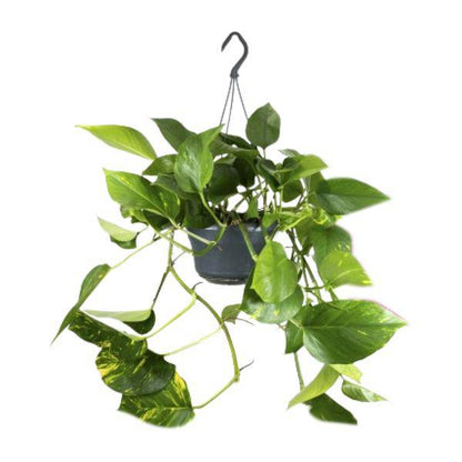 Efeutute – Epipremnum Aureum – Ø15cm x H25cm – Schneller Wuchs – Pflegeleichte Zimmerpflanze – Luftreinigend – Kletter- & Hängepflanze 