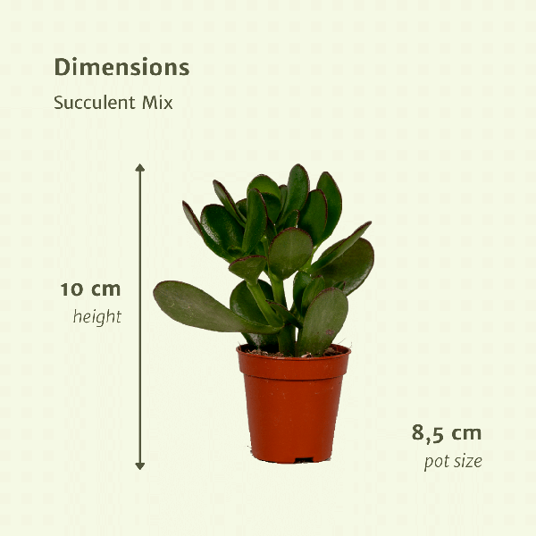 Sukkulenten Mix – 18er-Set – Ø8,5cm x H10cm – Verschiedene Arten im Kunststofftopf – Pflegeleichte Mini-Pflanzen – Für Fensterbank, Büro & DIY-Deko 