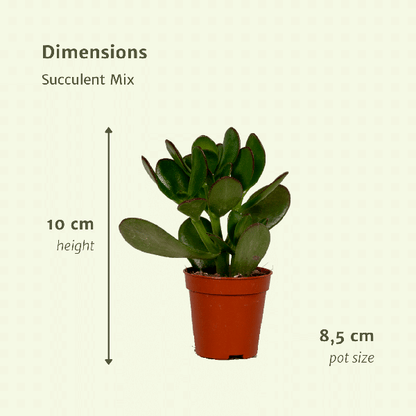 Sukkulenten Mix – 18er-Set – Ø8,5cm x H10cm – Verschiedene Arten im Kunststofftopf – Pflegeleichte Mini-Pflanzen – Für Fensterbank, Büro & DIY-Deko 
