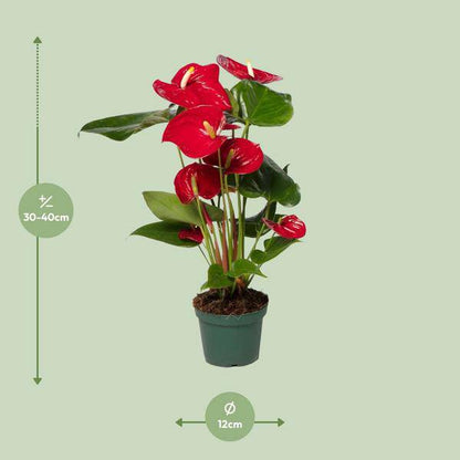 Flamingoblume (Anthurium Andreanum Grp Nevada) – Zimmerpflanze – Ø12cm – ↕40cm – Leuchtend rote Blüten – Halbschatten – Tropische Eleganz für Innenräume 