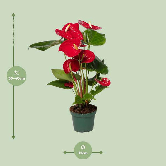Flamingoblume (Anthurium Andreanum Grp Nevada) – Zimmerpflanze – Ø12cm – ↕40cm – Leuchtend rote Blüten – Halbschatten – Tropische Eleganz für Innenräume 