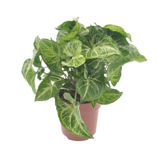 Purpurtute - Syngonium Pfeil - Zimmerpflanze - Ø12cm - ↕25cm 