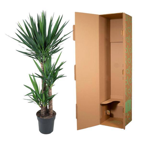 Yucca Elephantipes – Riesen-Palmlilie – Zimmerpflanze – Ø27cm – ↕140cm – Pflegeleicht & Robust – Für Innen & Außen 