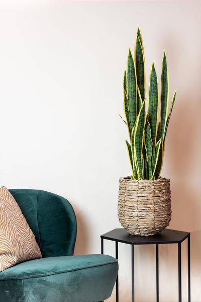 Kunstpflanze - Sanseveria Trifasciata - Frauenzunge - 97 cm 