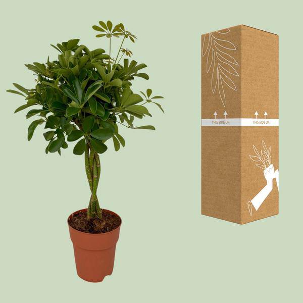 Strahlenaralie – Schefflera Compacta – Zimmerpflanze – Ø19 cm Topf – Ca. 80 cm hoch – Pflegeleicht & dekorativ – Ideal für Innenräume & überdachte Terrassen 